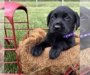 Labrador Retriever Puppy for sale in NEOLA, WV, USA
