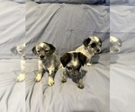 Small Photo #5 Australian Cattle Dog-Cavapoo Mix Puppy For Sale in AKELEY, MN, USA