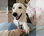 Small #2 Great Pyrenees