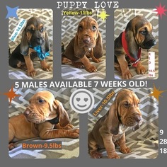 Bloodhound Puppy for sale in METAMORA, IN, USA