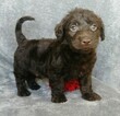 Small Photo #5 Labradoodle Puppy For Sale in FREDERICKSBG, OH, USA