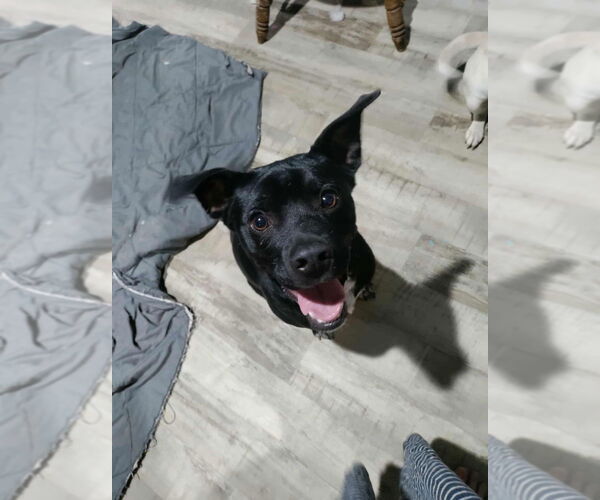 Medium Photo #7 Labrador Retriever-Unknown Mix Puppy For Sale in Brewster, NY, USA