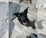 Small #6 Labrador Retriever Mix