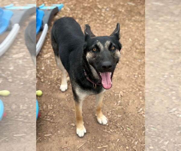Medium Photo #2 German Shepherd Dog-Unknown Mix Puppy For Sale in Chandler, AZ, USA