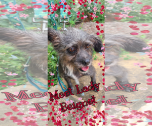 Mutt Dogs for adoption in Pipe Creek, TX, USA