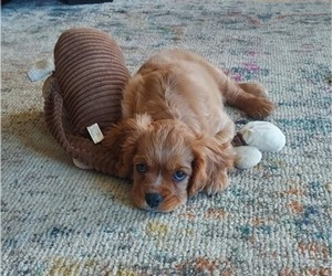Cavalier King Charles Spaniel Puppy for sale in BELVIDERE, IL, USA