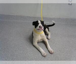 Staffordshire Bull Terrier-Unknown Mix Dogs for adoption in Pasadena, TX, USA