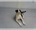 Small Staffordshire Bull Terrier Mix