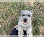 Small #1 Mutt
