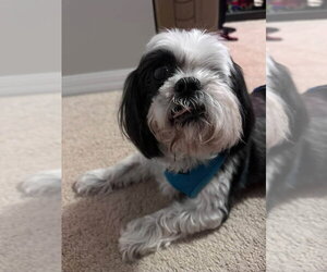 Shih Tzu Dogs for adoption in oakland, FL, USA