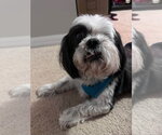 Small Shih Tzu