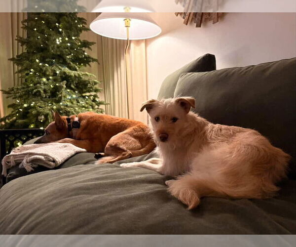 Medium Photo #5 Mutt Puppy For Sale in Dana Point, CA, USA