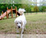 Small Photo #35 Great Pyrenees Puppy For Sale in Spring, TX, USA