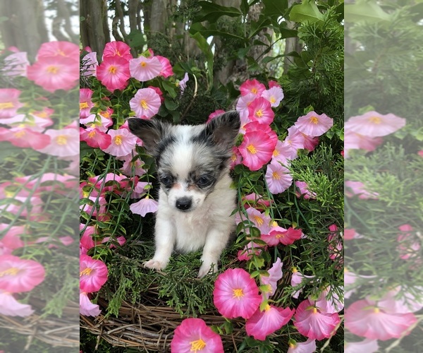 Medium Photo #8 Chihuahua Puppy For Sale in SHERMAN, TX, USA