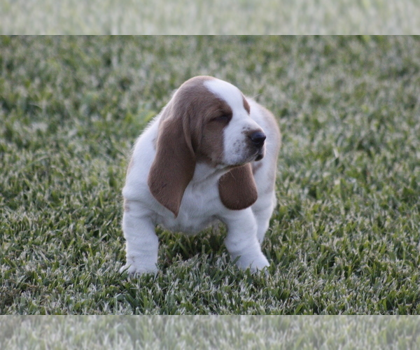 Medium Photo #8 Basset Hound Puppy For Sale in MEMPHIS, MO, USA