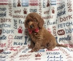 Small #5 Goldendoodle (Miniature)