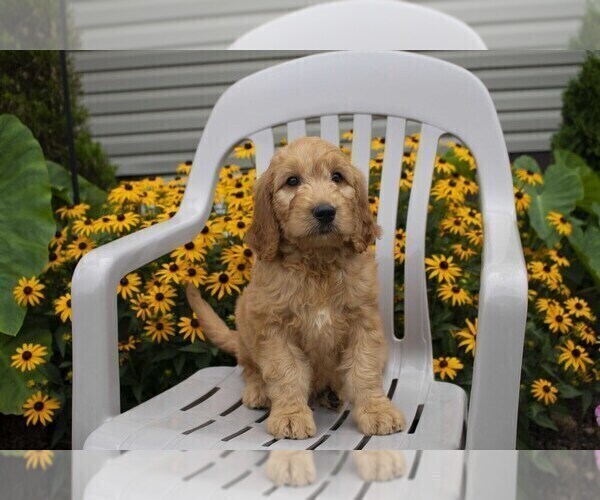 Medium Photo #12 Goldendoodle Puppy For Sale in SEBRING, OH, USA