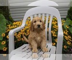Small Photo #12 Goldendoodle Puppy For Sale in SEBRING, OH, USA