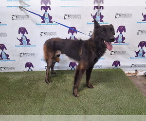 Holland Shepherd Dogs for adoption in Orlando, FL, USA