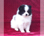 Small Photo #5 Pomeranian Puppy For Sale in PALM BCH GDNS, FL, USA