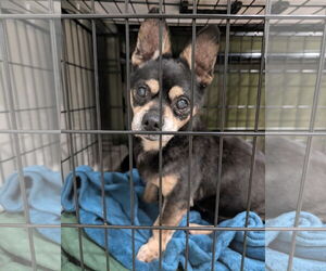 Chihuahua-Unknown Mix Dogs for adoption in Plainfield, IL, USA