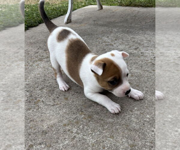 Medium Photo #3 Australian Shepherd-Unknown Mix Puppy For Sale in OKLAHOMA CITY, OK, USA
