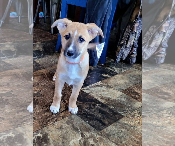 Medium Photo #1 Shepradors Puppy For Sale in New London, WI, USA