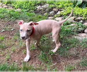 Mutt Dogs for adoption in Rockville, MD, USA