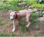 Small Mutt