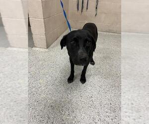 Labrador Retriever-Unknown Mix Dogs for adoption in Conroe, TX, USA