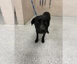 Small Labrador Retriever Mix