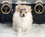 Puppy AKC Dipsie Pomeranian