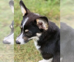 Medium Pembroke Welsh Corgi