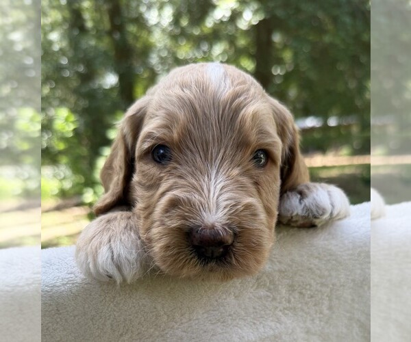 Medium Photo #98 Goldendoodle Puppy For Sale in PIERSON, FL, USA