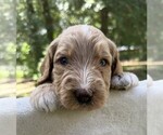 Small Photo #98 Goldendoodle Puppy For Sale in PIERSON, FL, USA