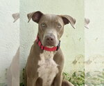 Small Photo #5 Mutt Puppy For Sale in Wenonah, NJ, USA
