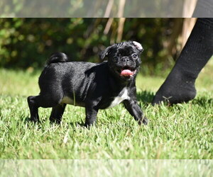 Pug Puppy for sale in PALM COAST, FL, USA