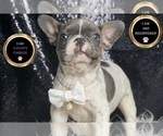 Small #6 French Bulldog