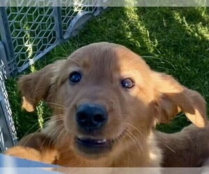 Golden Retriever Puppy for sale in RIGA, MI, USA