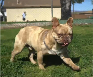 Father of the French Bulldog puppies born on 07/25/2024