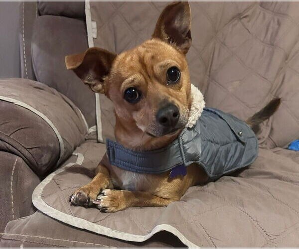 Medium Photo #6 Chiweenie Puppy For Sale in East Derry, NH, USA