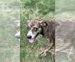 Lando - Male Mountain Cur-Plott Hound Mix Dog for Adoption - Photo #2
