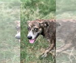 Small Photo #2 Mountain Cur-Plott Hound Mix Puppy For Sale in Jackson, MS, USA