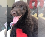 Puppy 4 Doodle-Labradoodle Mix