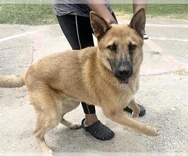 Medium Photo #1 Chow Chow-Unknown Mix Puppy For Sale in Houston, TX, USA