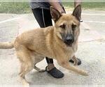 Small Chow Chow Mix
