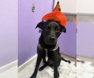 Labrador Retriever-Unknown Mix Dogs for adoption in Virginia Beach, VA, USA