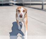 Small Labrador Retriever Mix