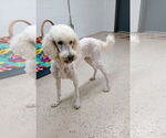 Small #2 Poodle (Standard)