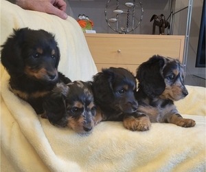 Dachshund Litter for sale in BAXTER, MN, USA